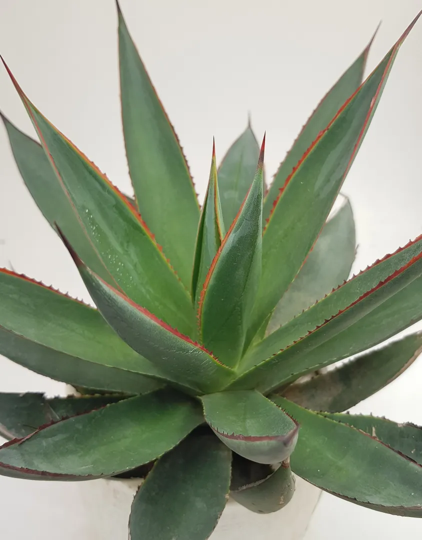 AGAVE BLUE GLOW
