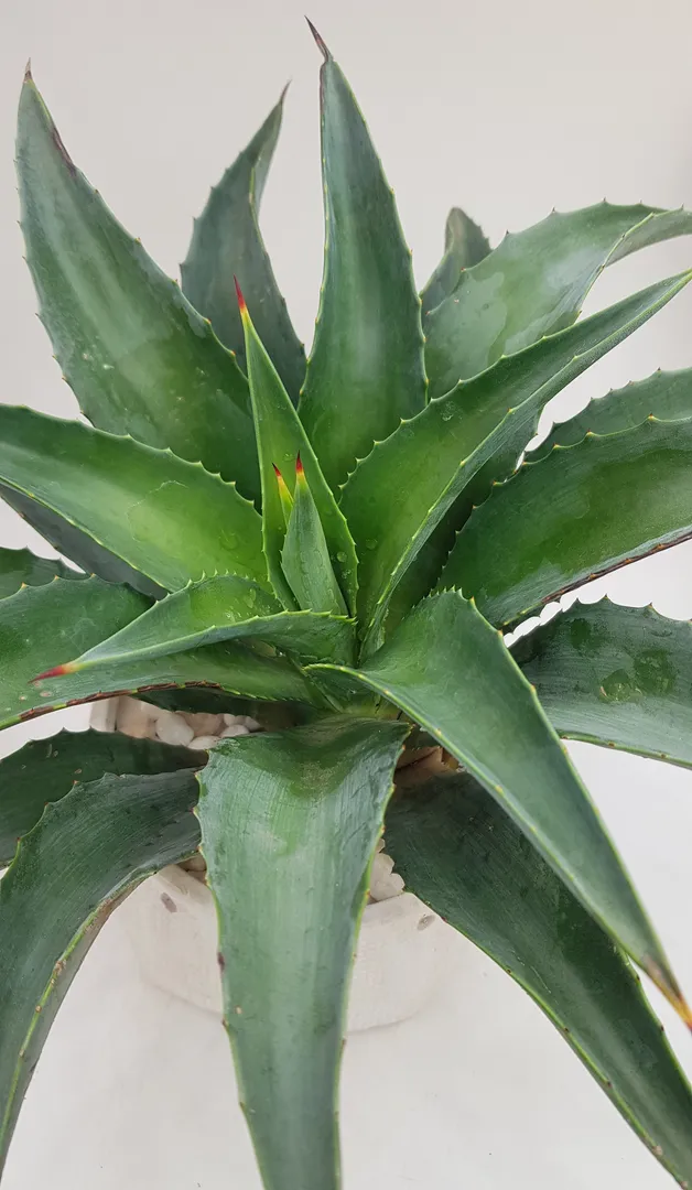 AGAVE DESMETTIANA GREEN