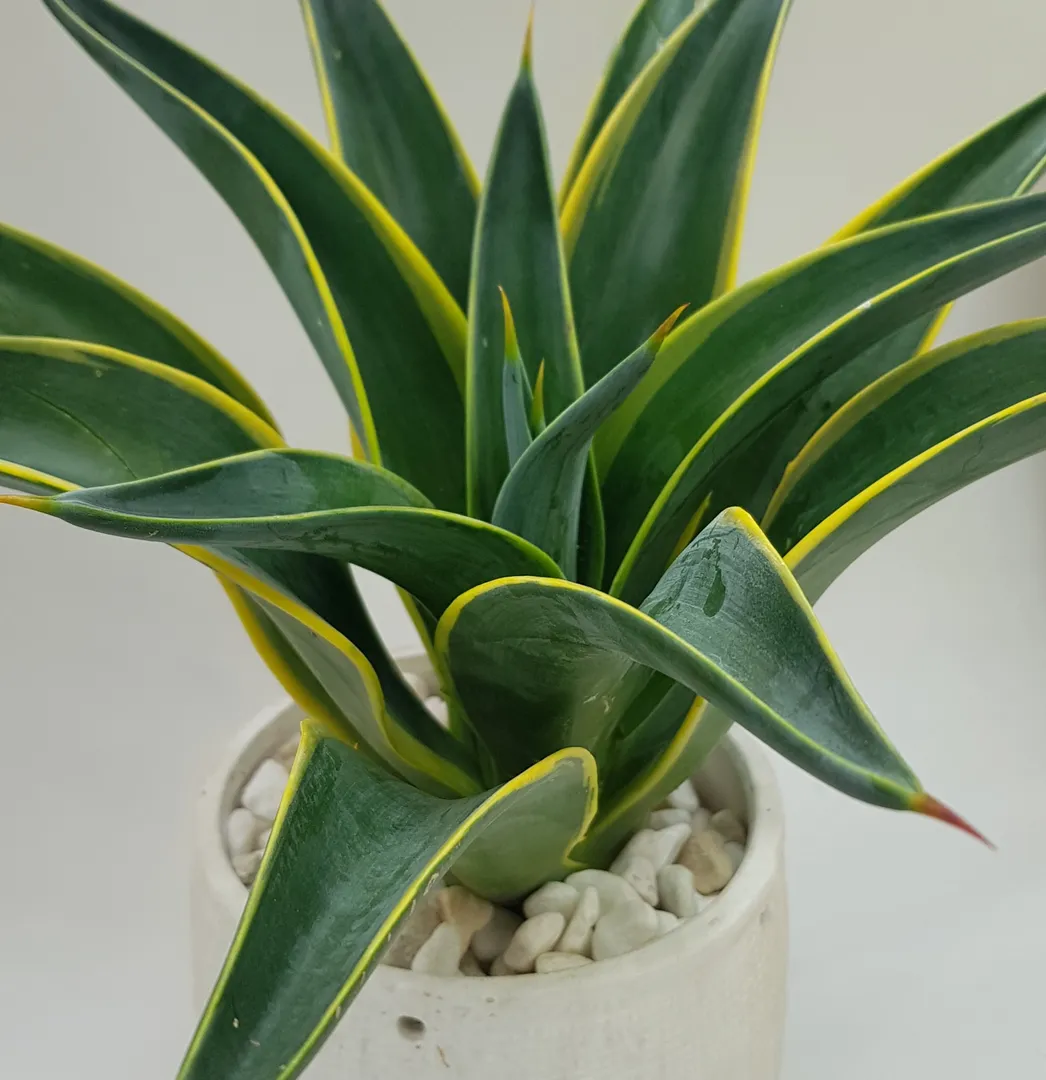 AGAVE DESMETTIANA VARIEGATED