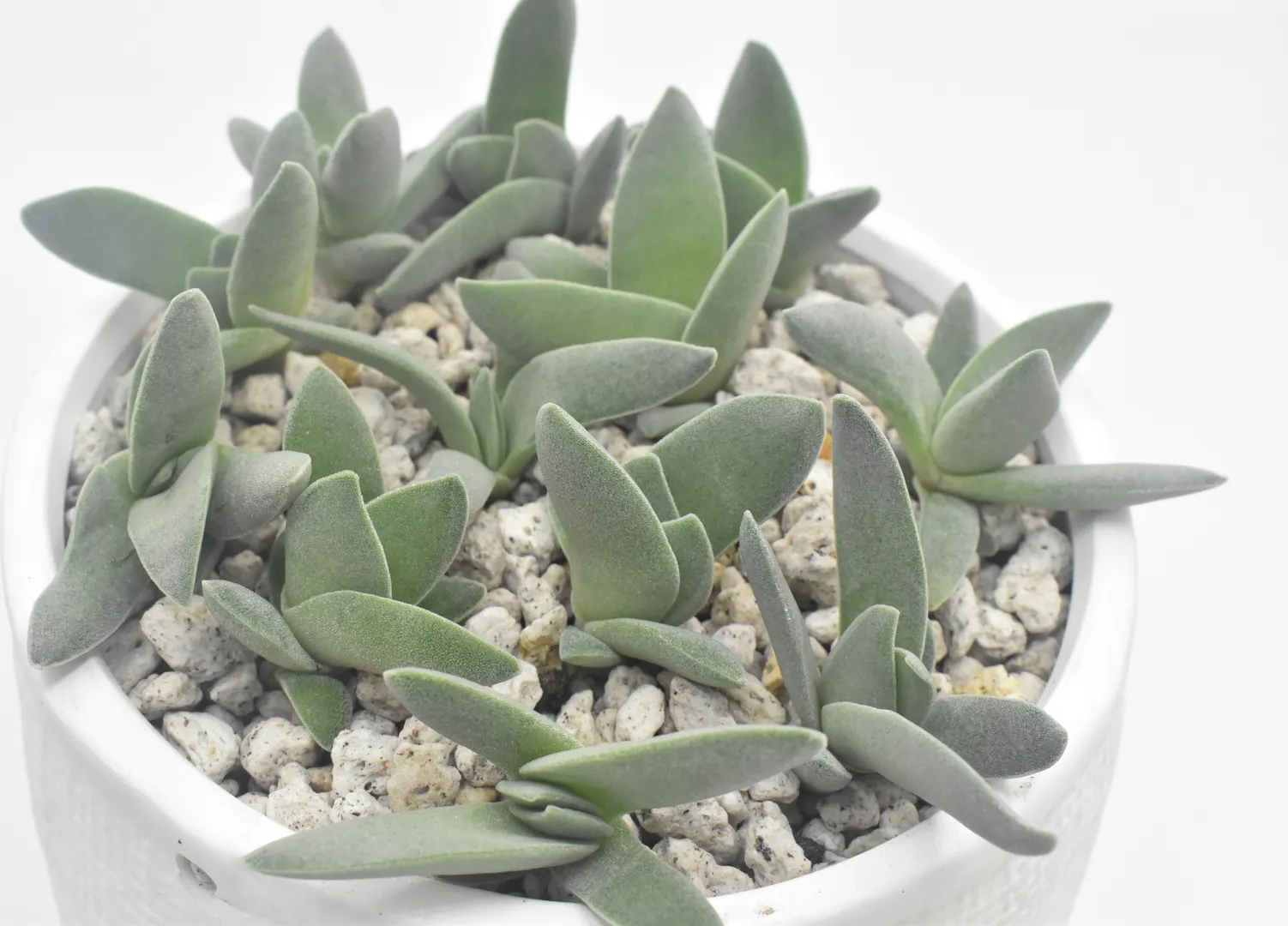 CRASSULA FALCATA