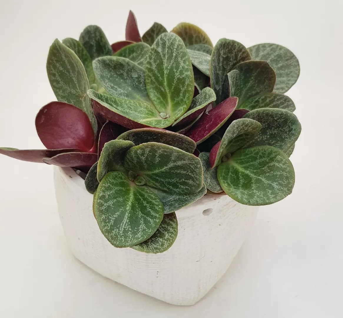 CRASSULA MULTICAVA RED LUNA