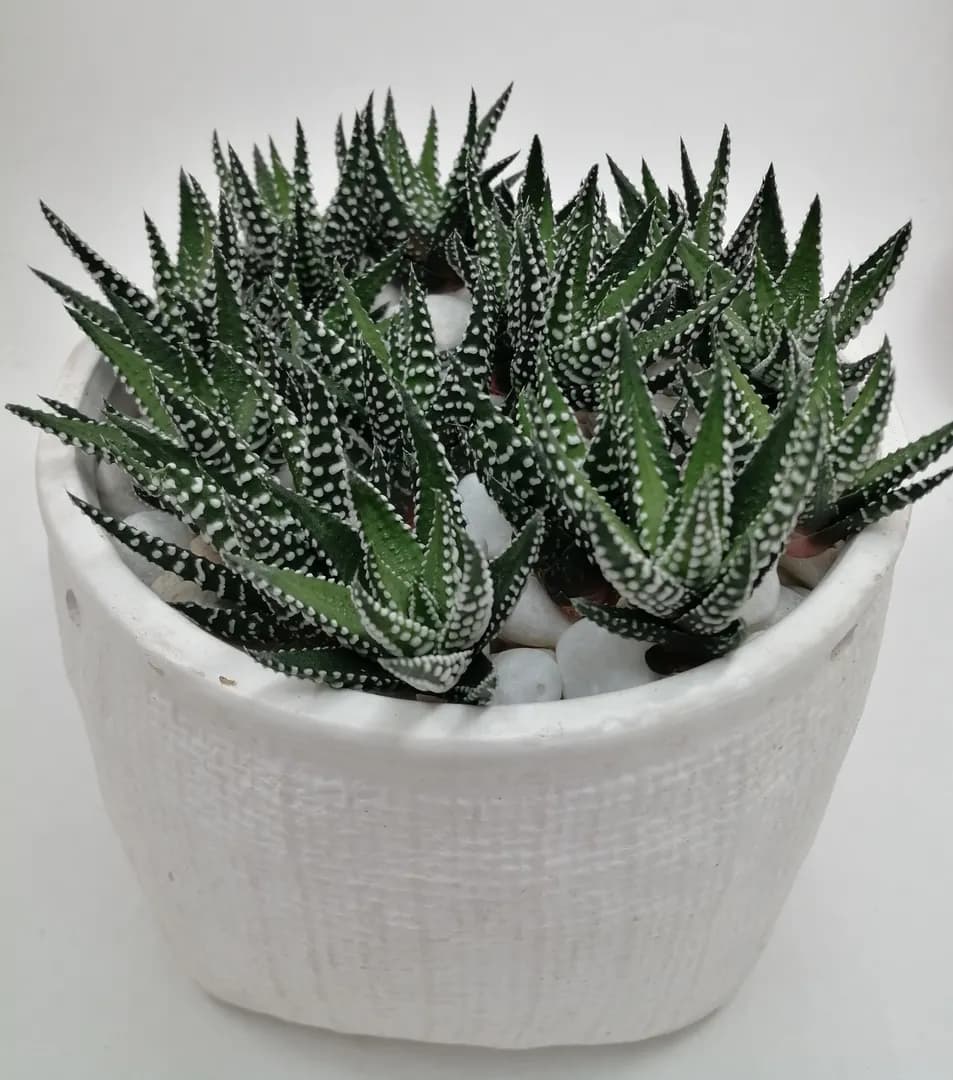 HAWORTHIA BIG BAND
