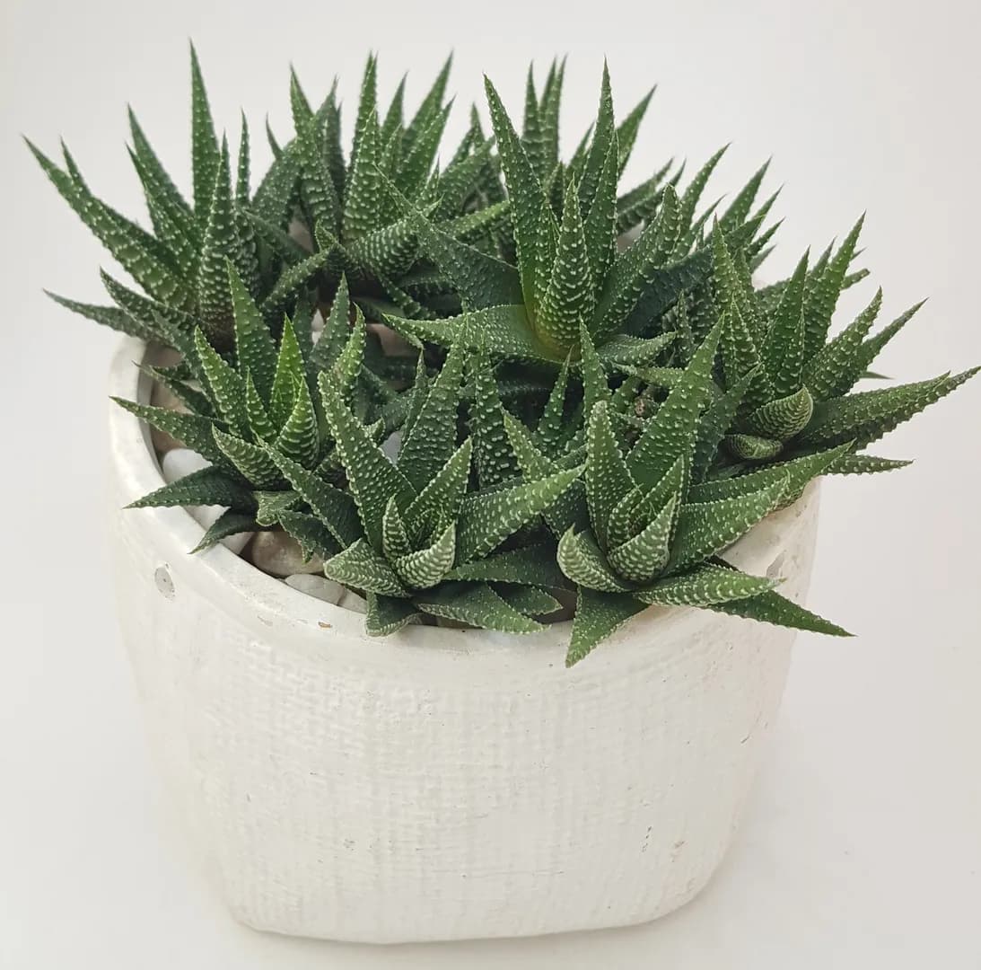 HAWORTHIA GASWORTHIA