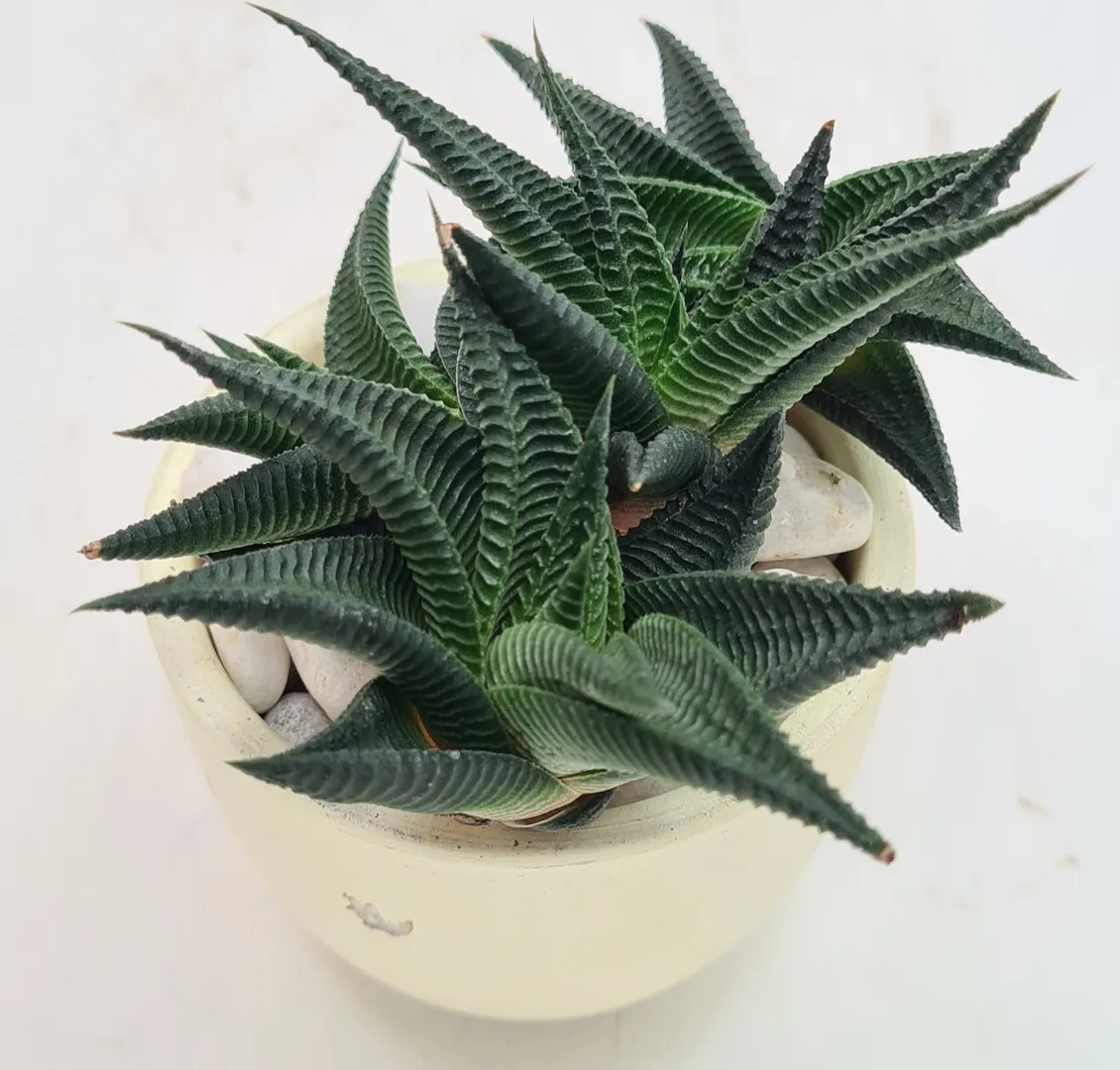 HAWORTHIA LIMIFOLIA SPIRALIS