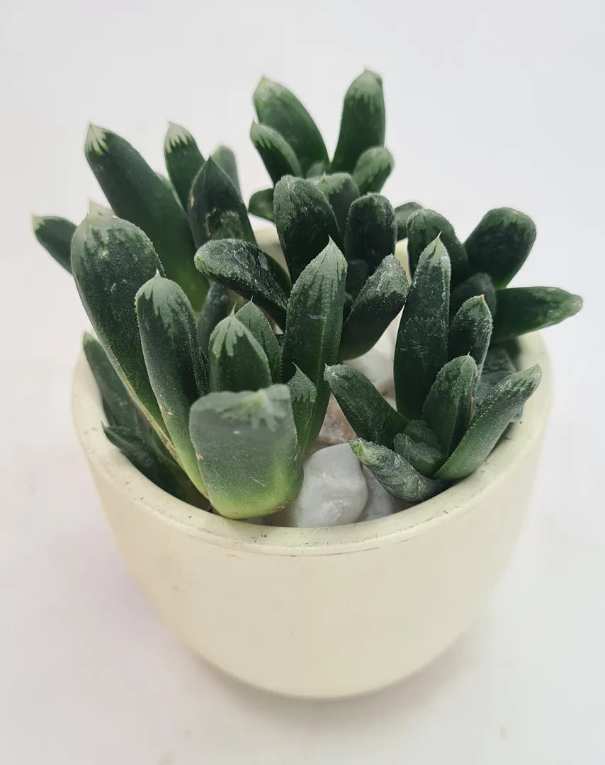 HAWORTHIA RETUSA X TRUNCATA