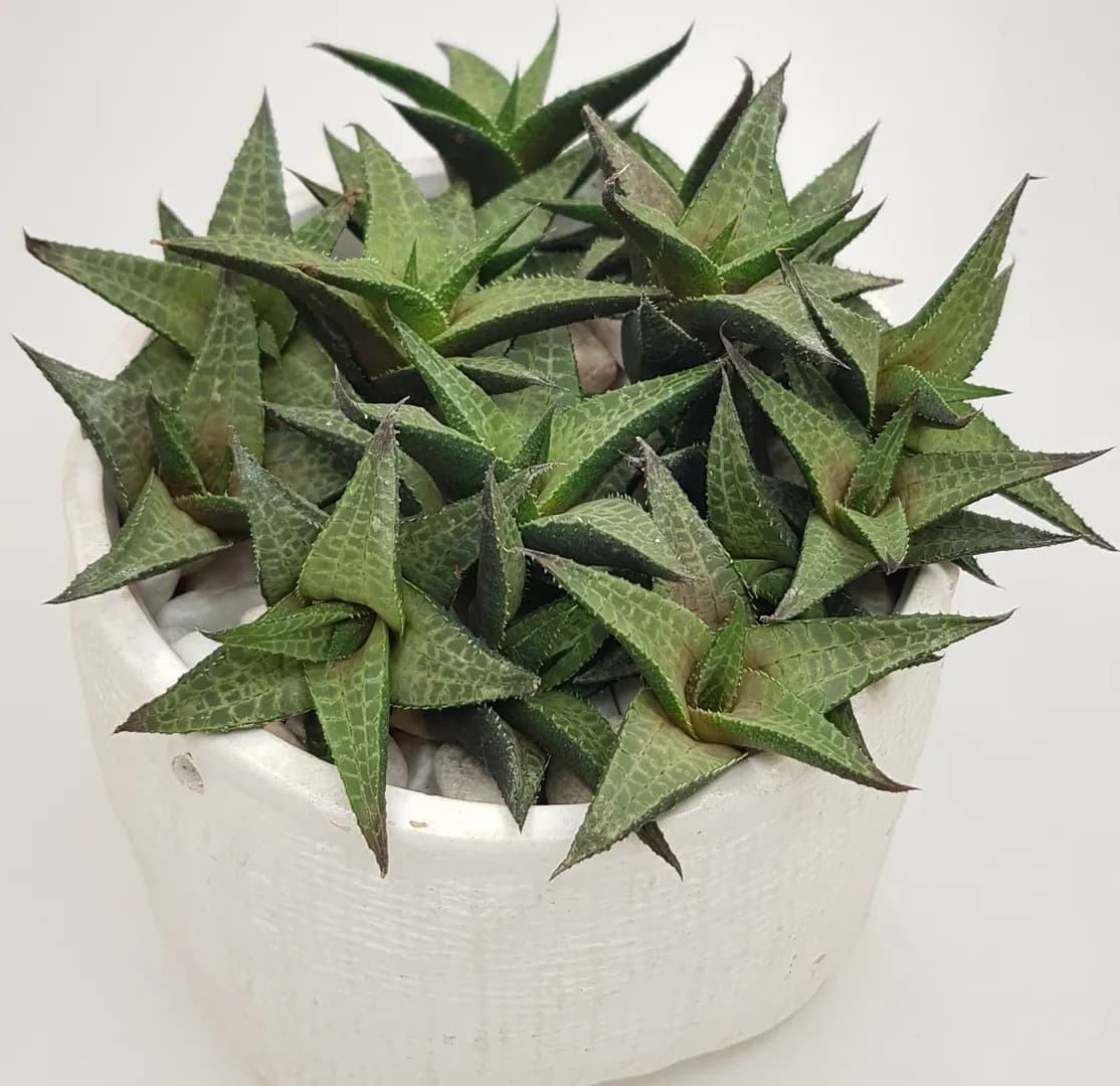 HAWORTHIA TESSELLATA