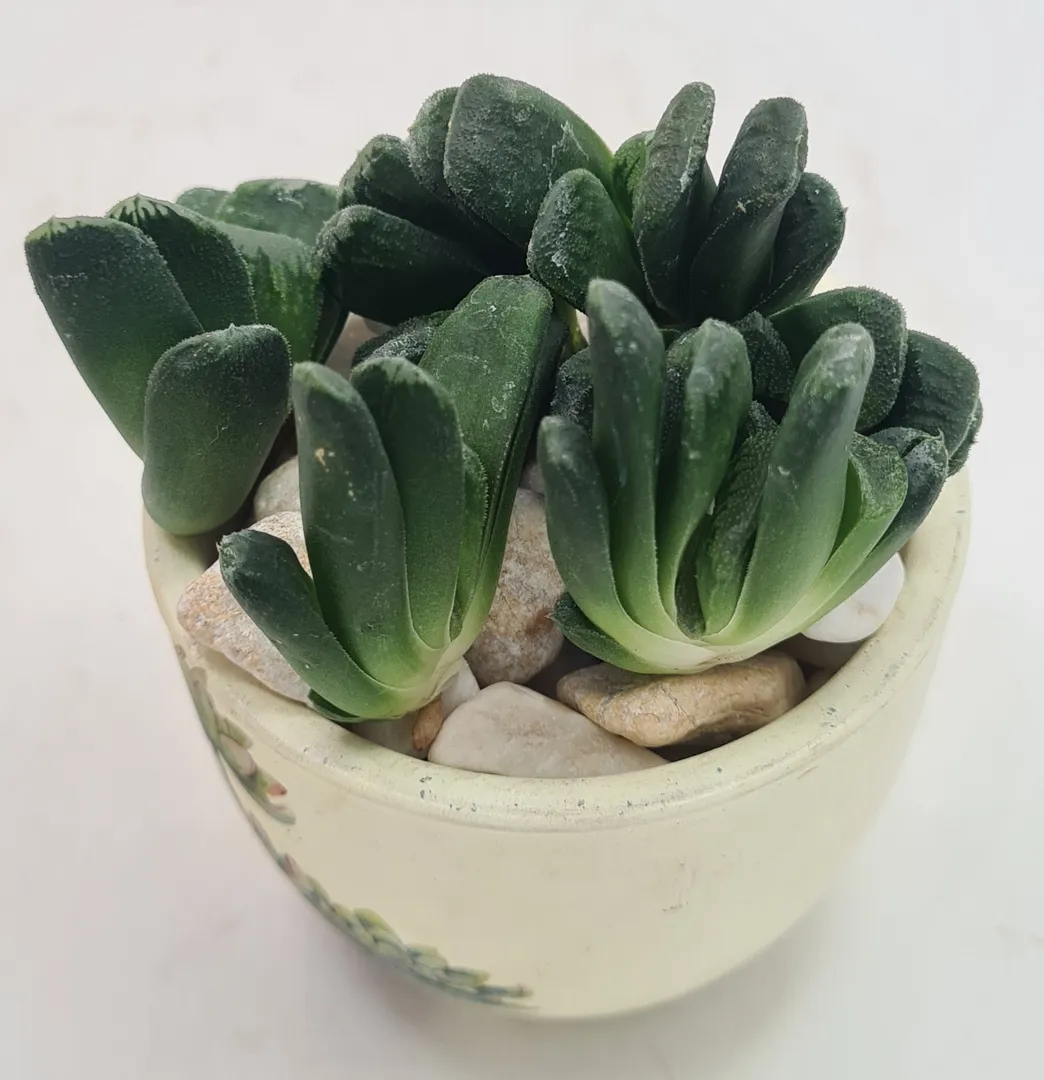 HAWORTHIA TRUNCATA