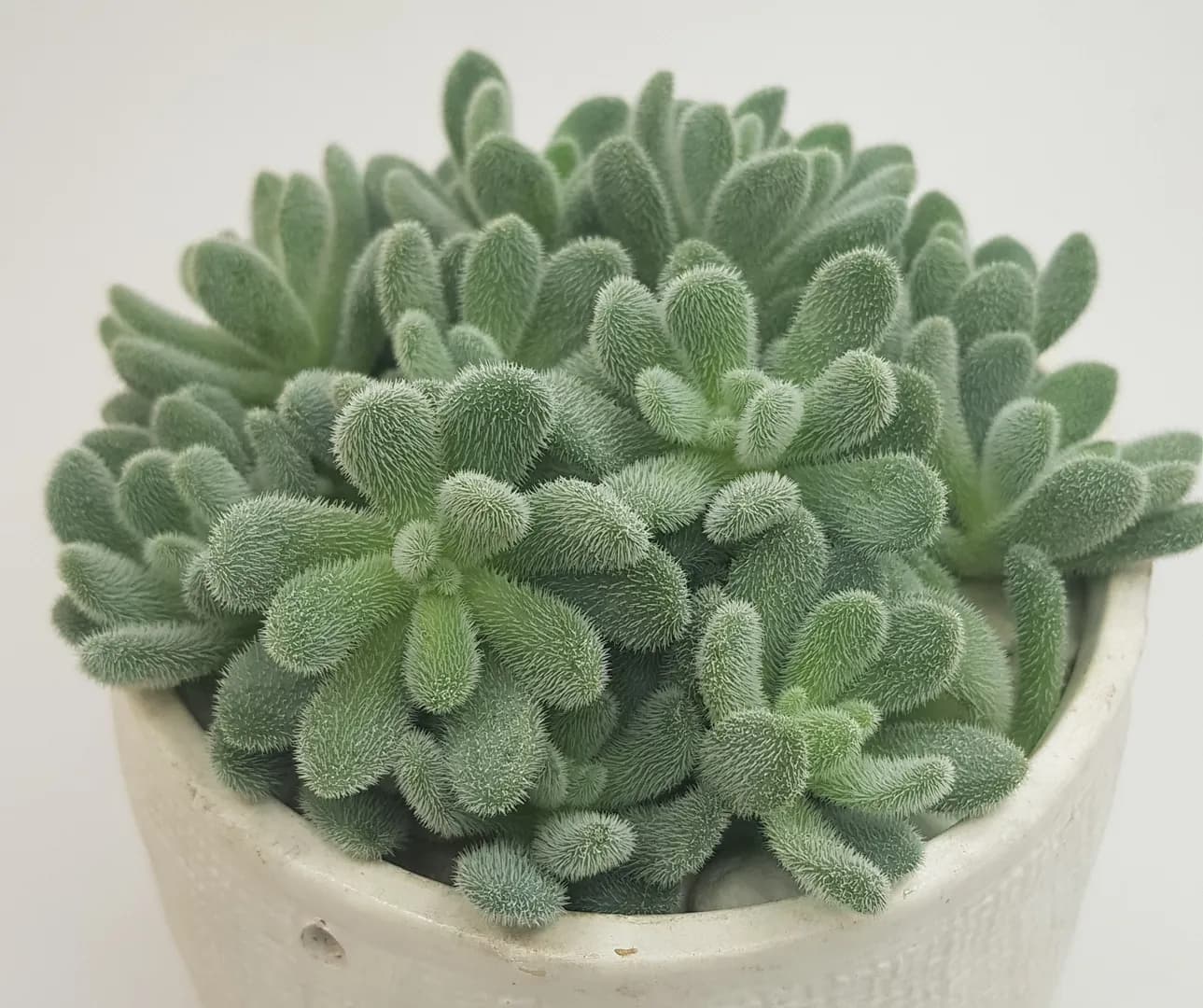 SEDUM HINTONII MOCINIANUM