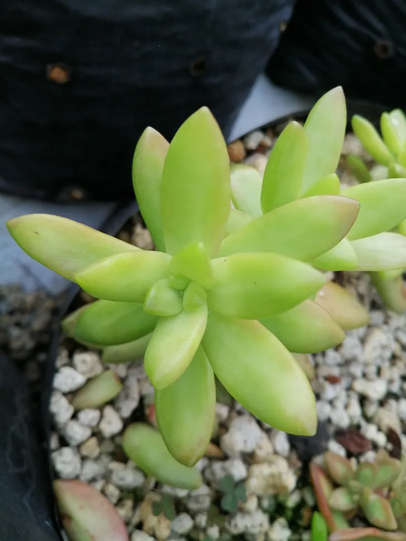 SEDUM NUSSBAUMERIANUM COPPERTONE