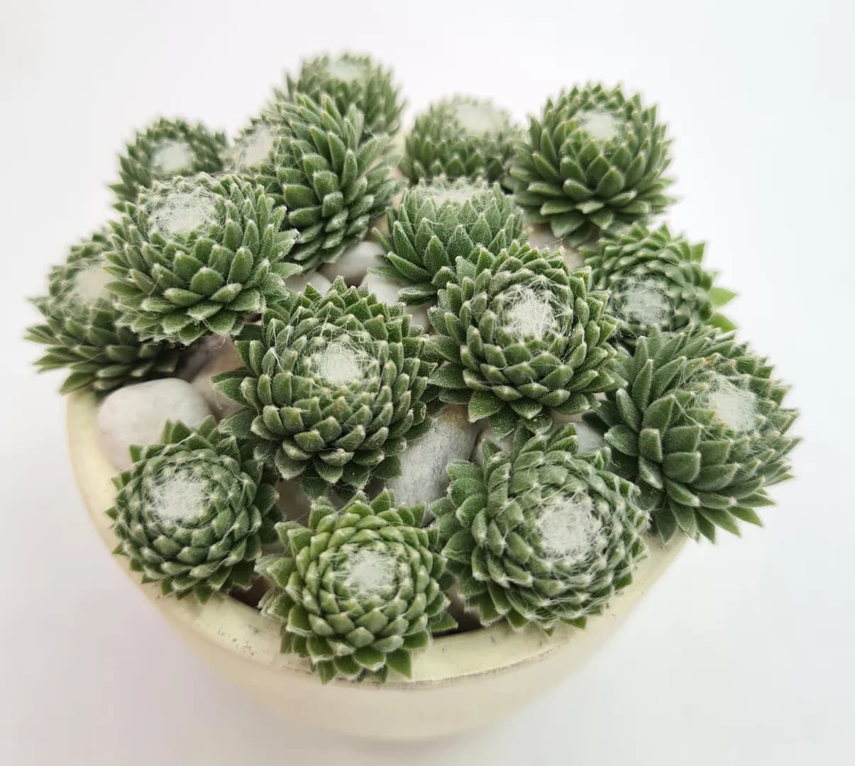 SEMPERVIVUM ARCTIC WHITE PP33979