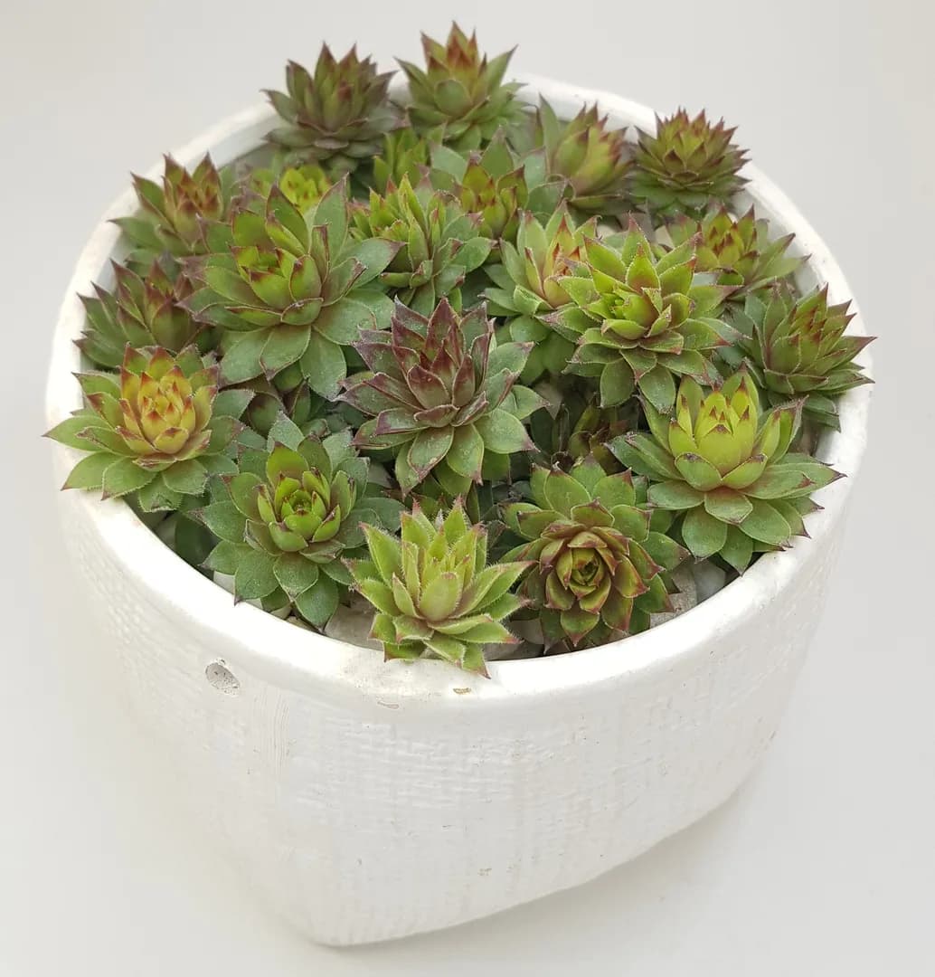 SEMPERVIVUM BRONCO