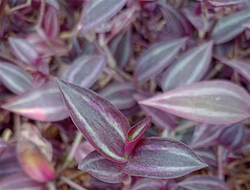 TRADESCANTIA ZEBRINA PENDULA RED