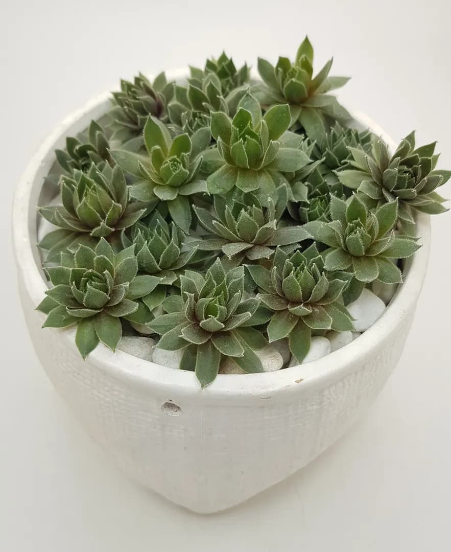 SEMPERVIVUM COMMANDER HAY