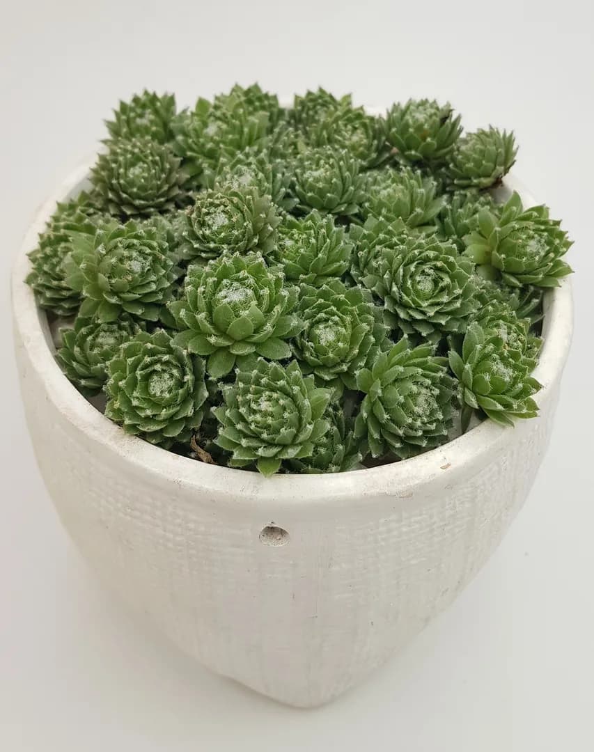 SEMPERVIVUM JADE ROSE