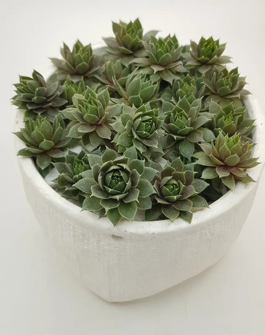 SEMPERVIVUM MAGNIFICUM