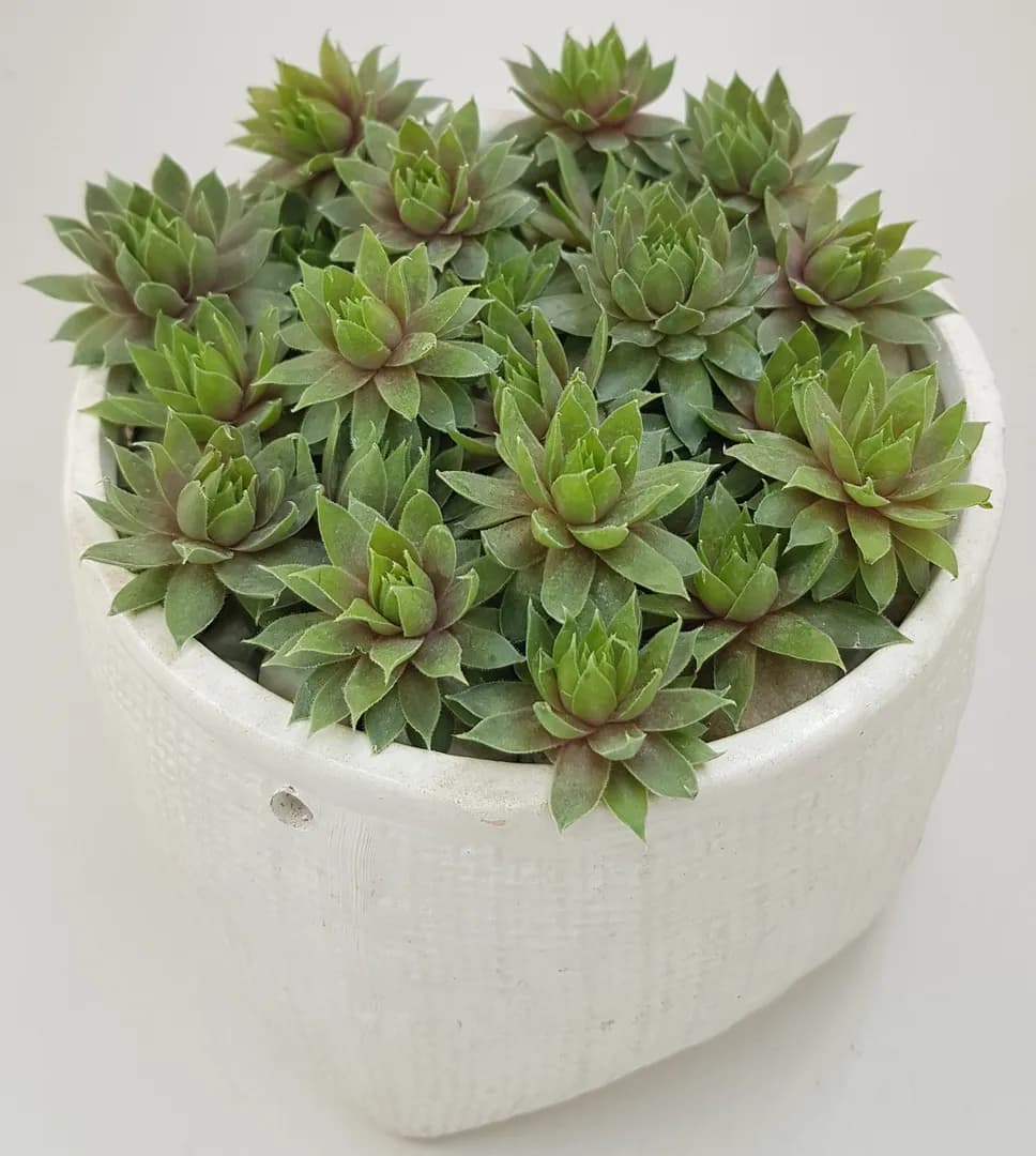 SEMPERVIVUM PACIFIC BLUE ICE