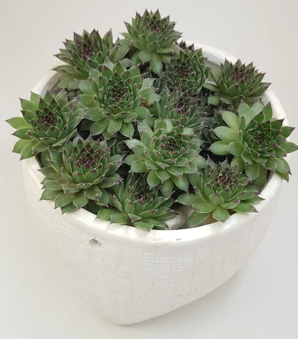 SEMPERVIVUM REINHARDT