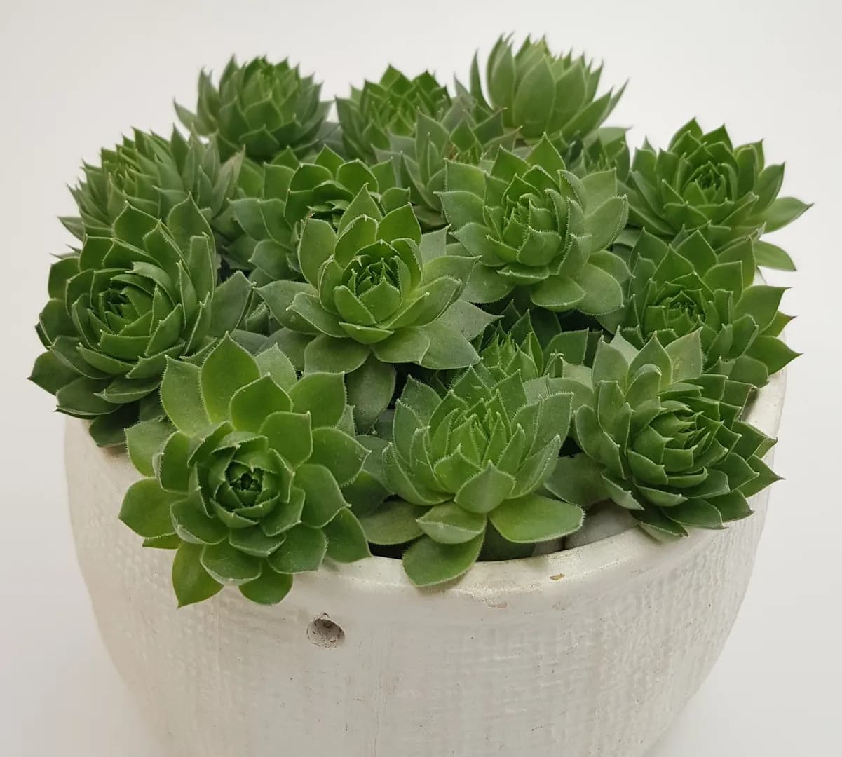 SEMPERVIVUM SILVER KING
