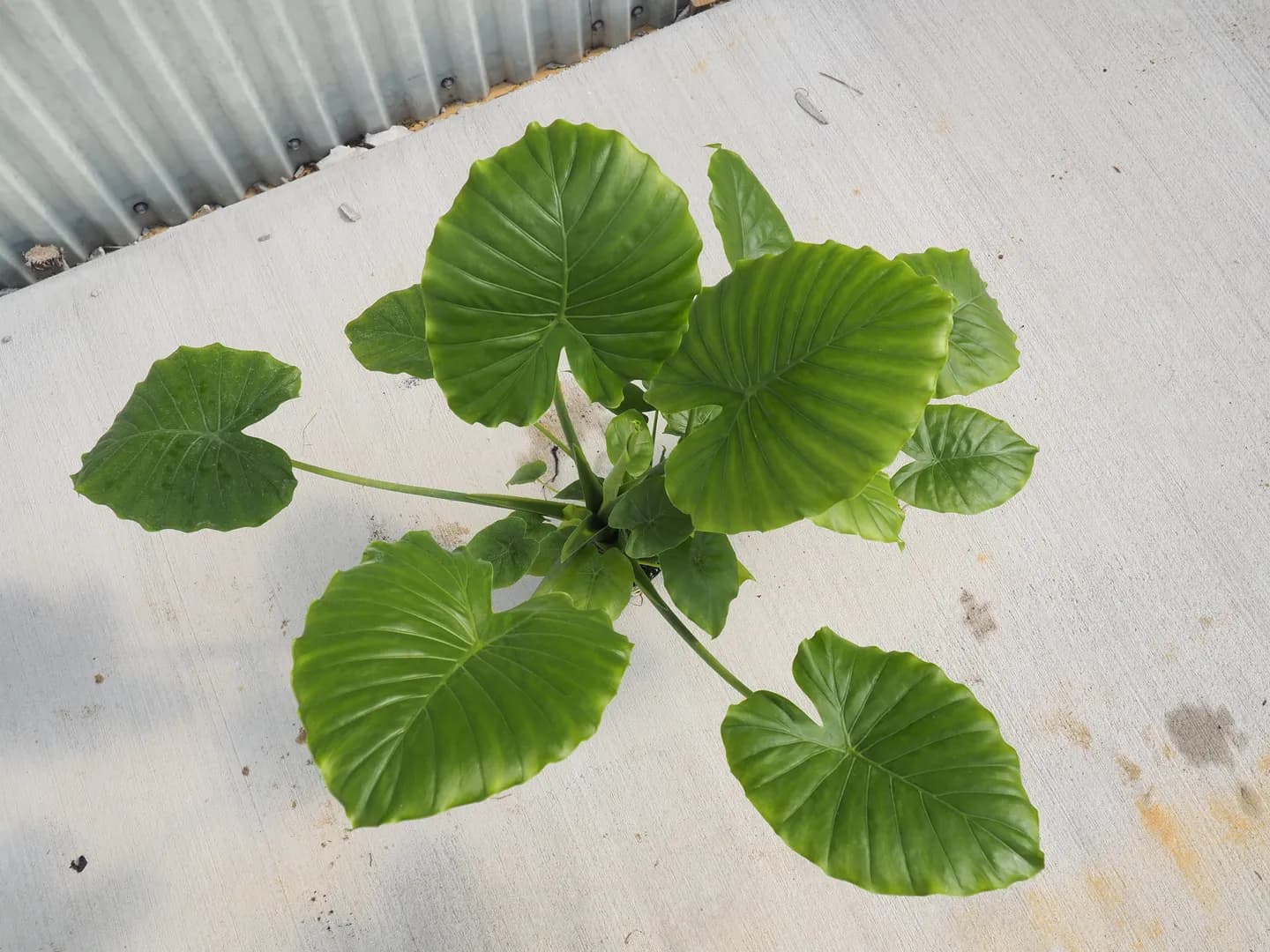 ALOCASIA GAGAENA 'CALIFORNIA'