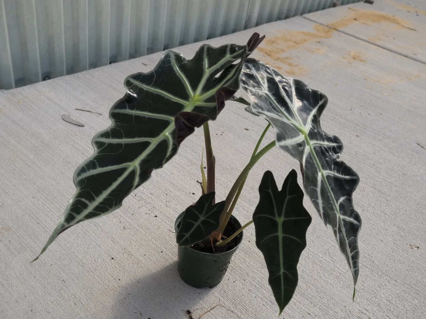 ALOCASIA DWARF AMAZONICA POLLY