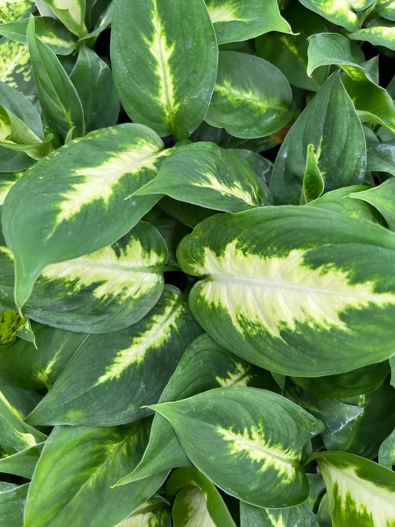 DIEFFENBACHIA CAMILLE