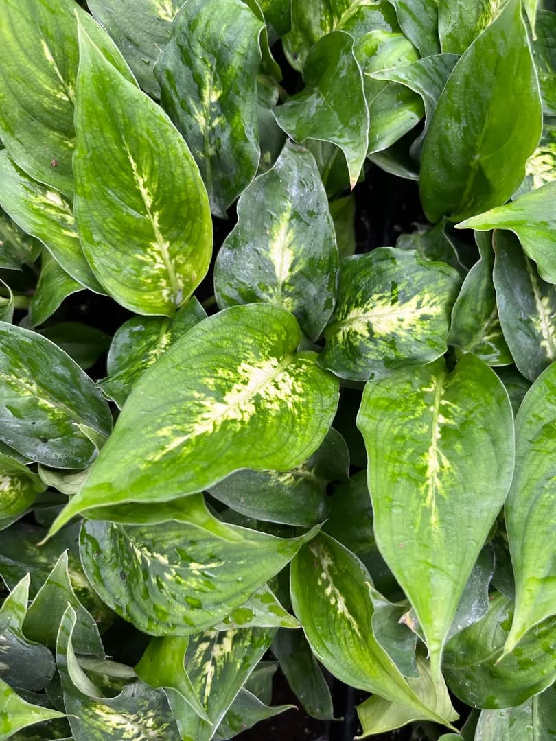 DIEFFENBACHIA COMPACTA