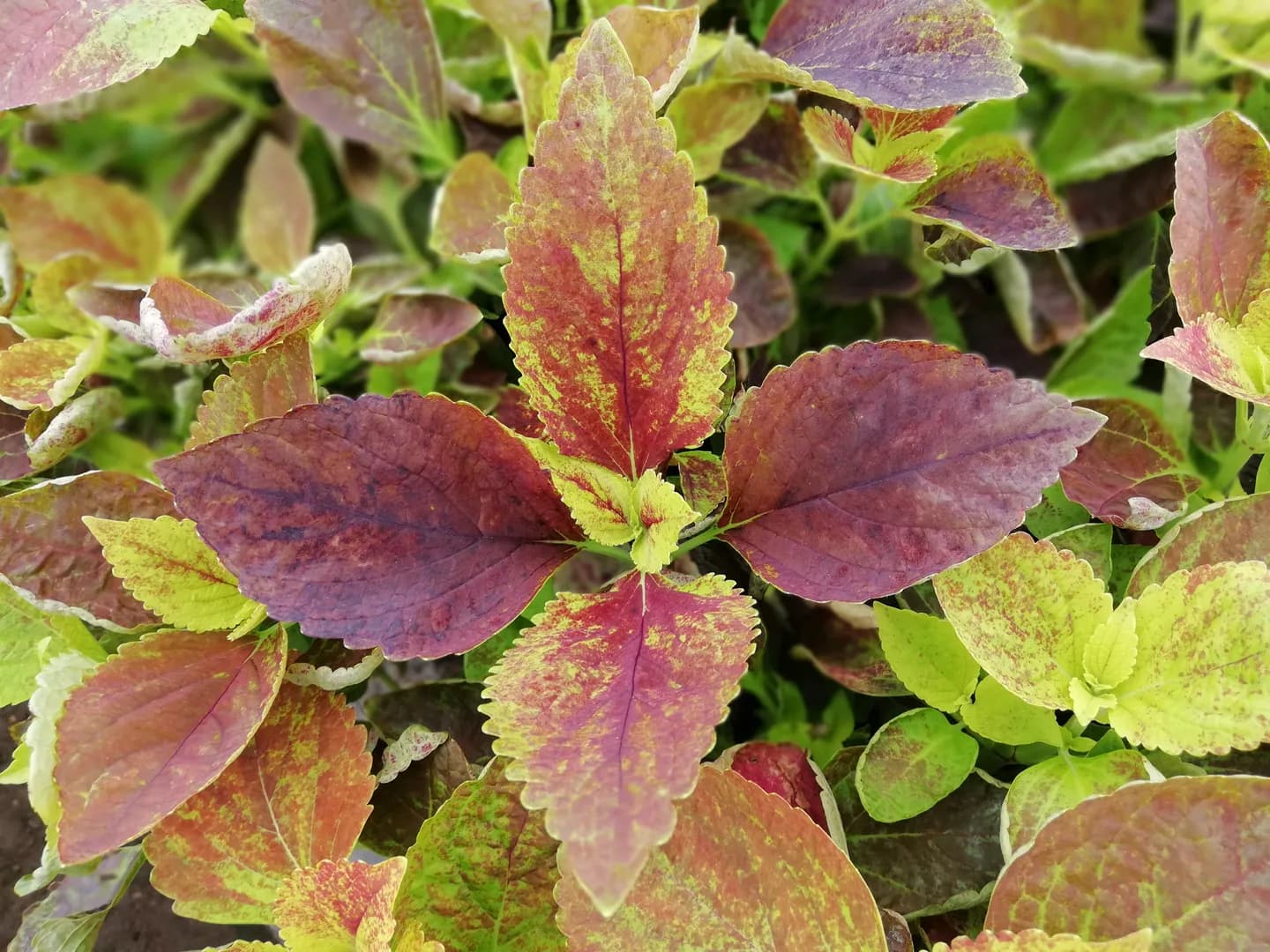 COLEUS ALABAMA