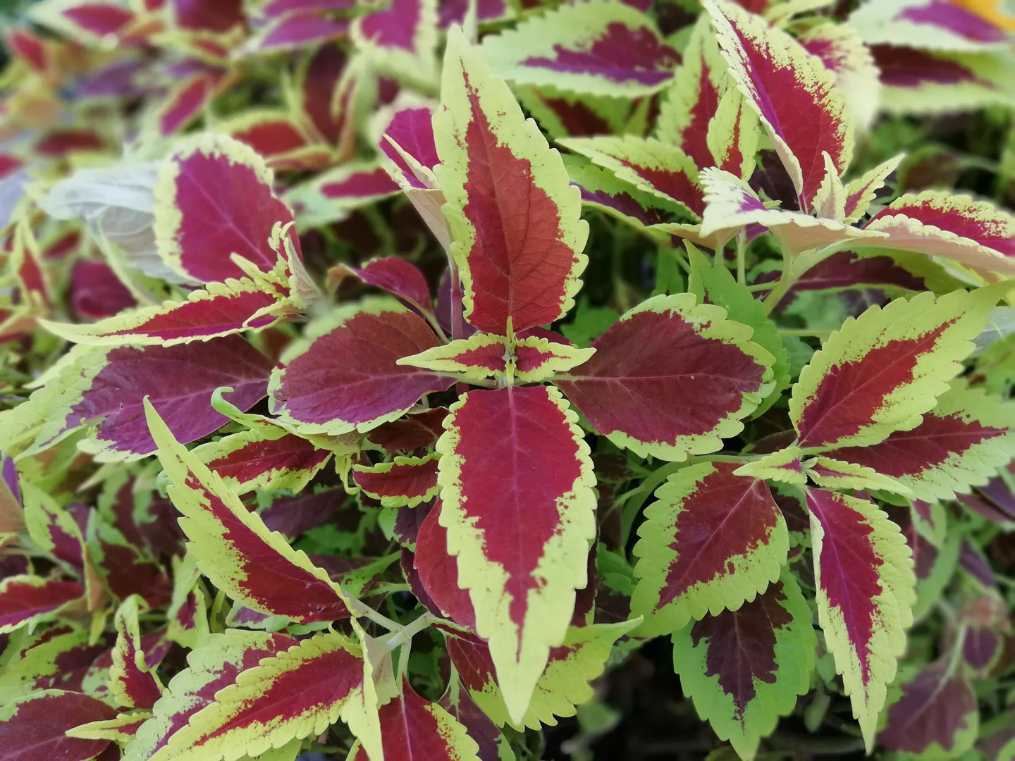 COLEUS DEFIANCE