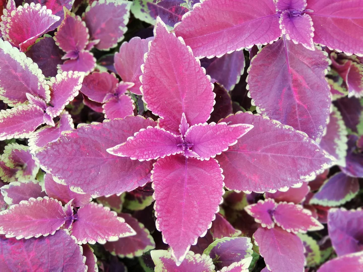 COLEUS OX BLOOD