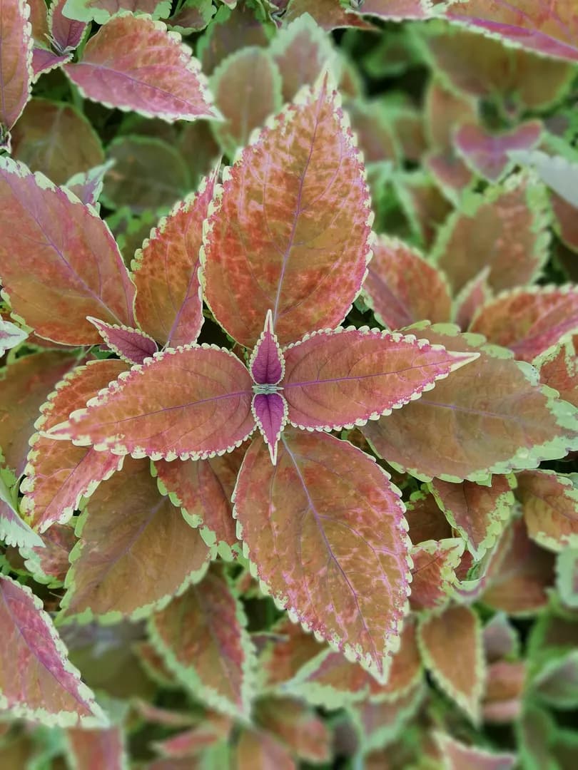 COLEUS RUSTIC ORANGE IMPROVED