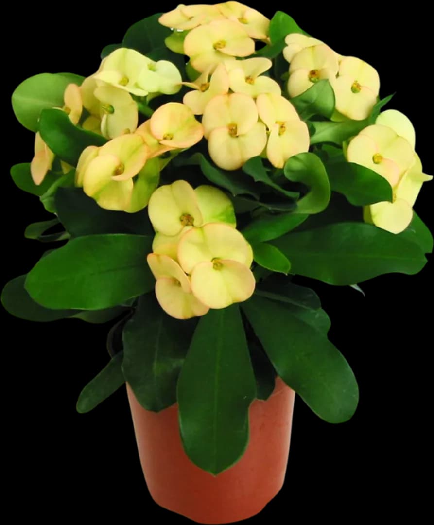 EUPHORBIA MILII DINNI