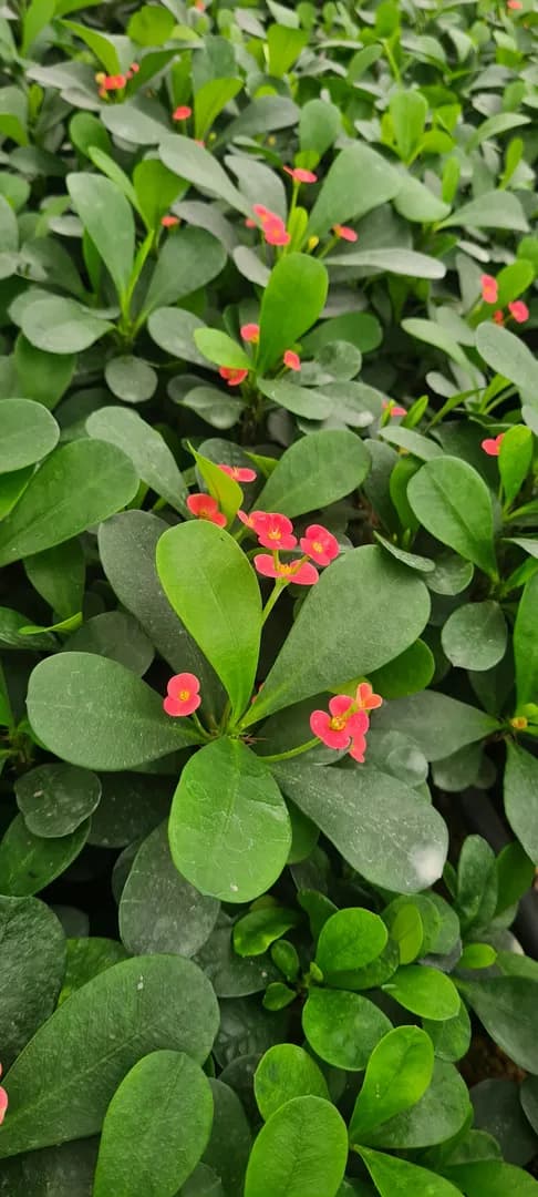 EUPHORBIA MILII GUNDULA