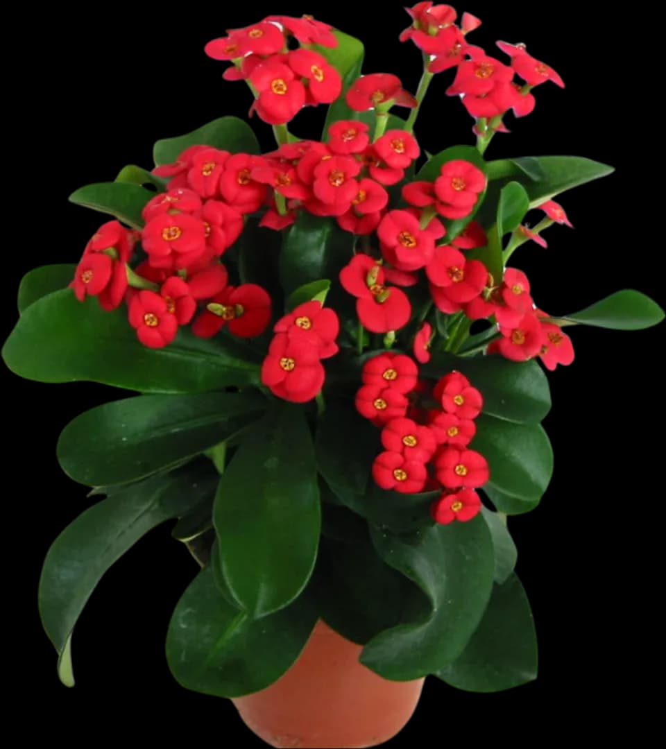 EUPHORBIA MILII KAROLA