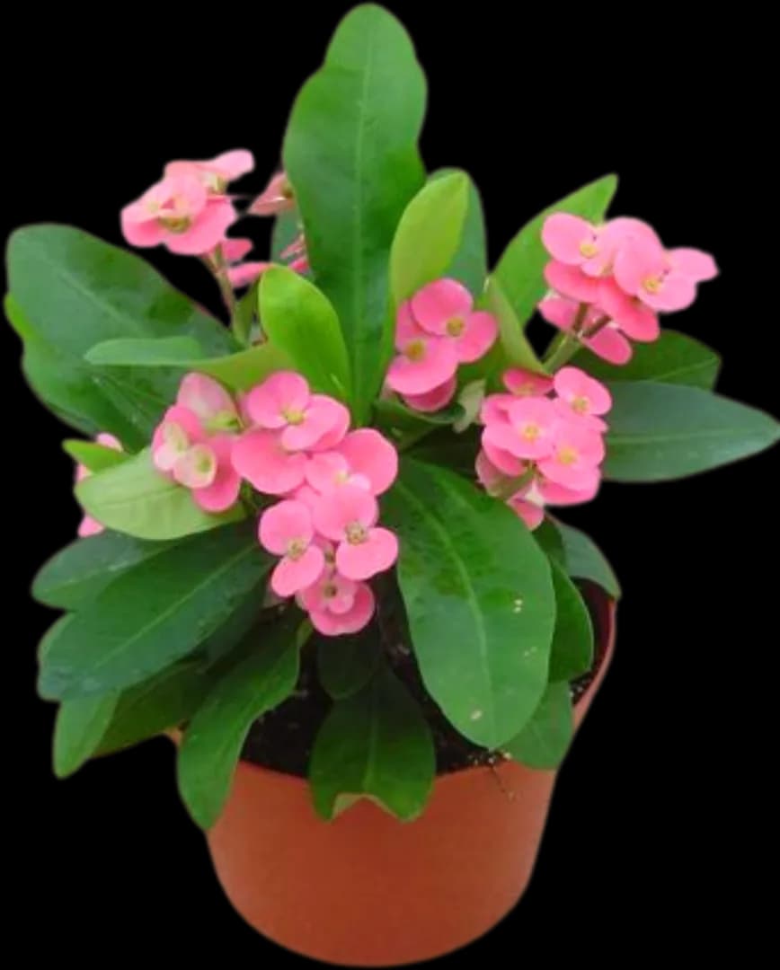 EUPHORBIA MILII PINK CADILLAC PP17605