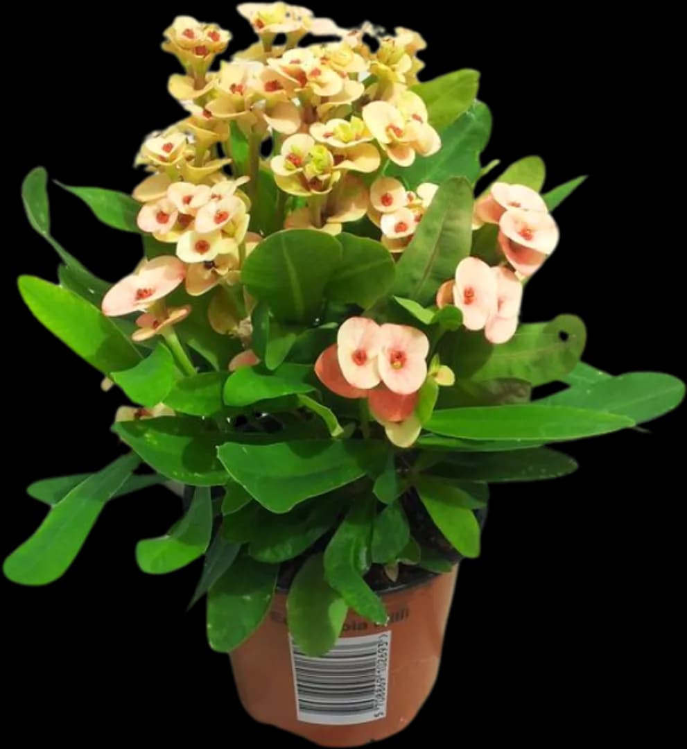 EUPHORBIA MILII ZEPHYR