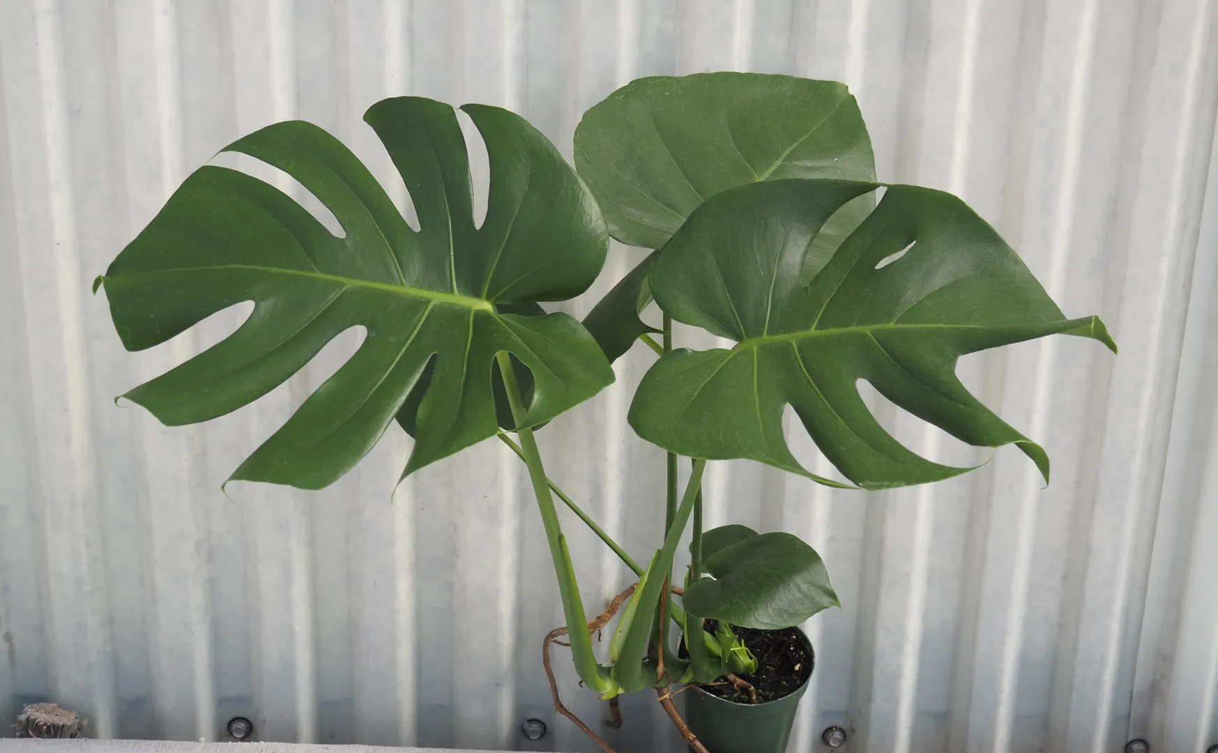 MONSTERA DELICIOSA