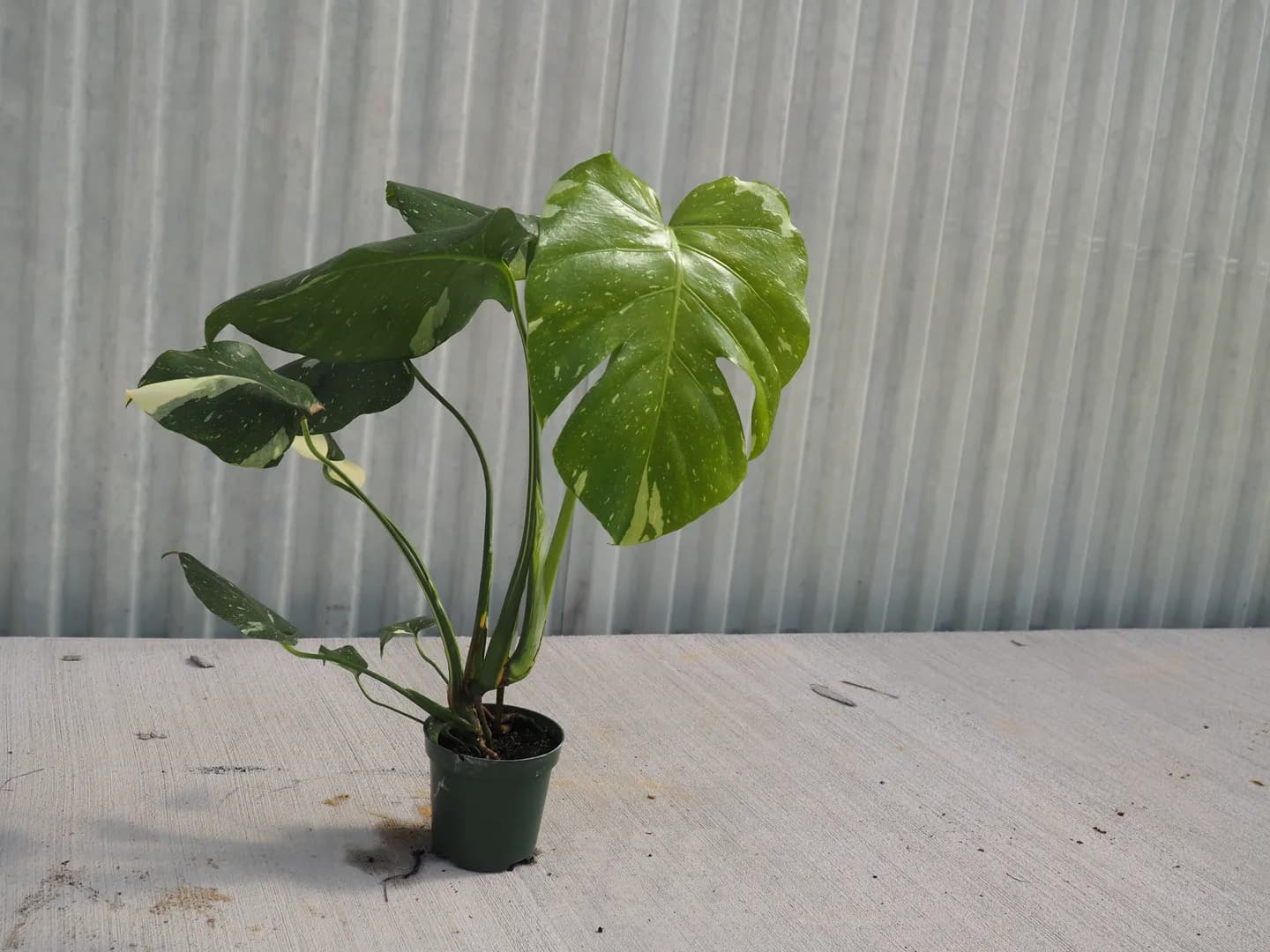 MONSTERA THAI CONSTELLATION