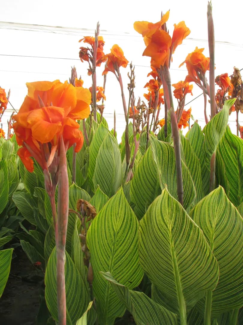 CANNA PRETORIA