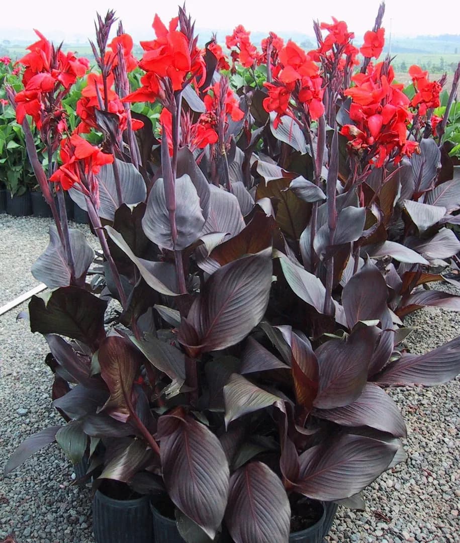 CANNA TROPICANNA BLACK
