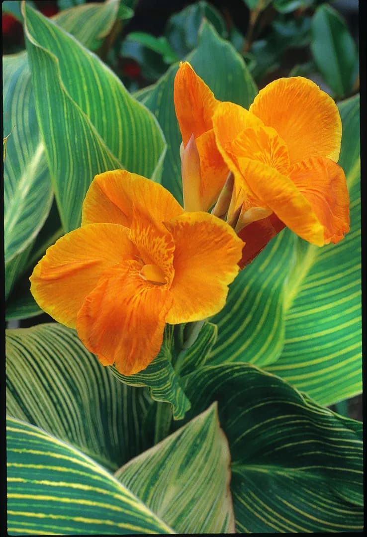 CANNA TROPICANNA GOLD PP13809