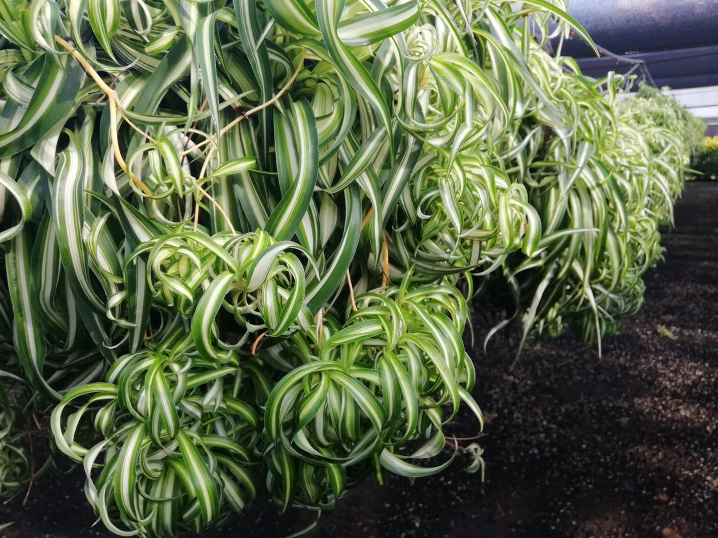 CHLOROPHYTUM COMOSUM BONNIE