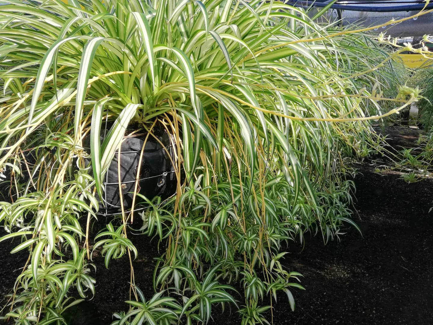 CHLOROPHYTUM COMOSUM VARIEGATED