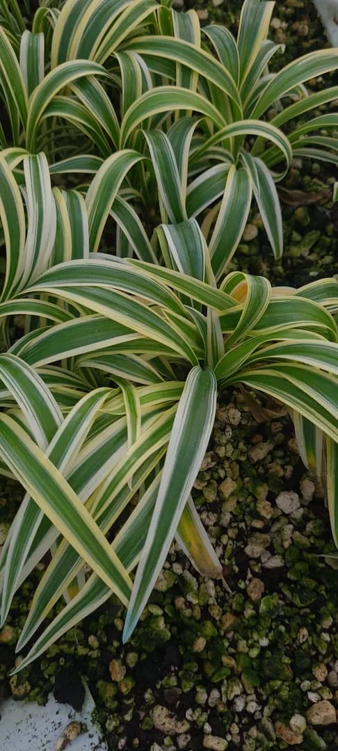 CHLOROPHYTUM LAXUM ZEBRINA