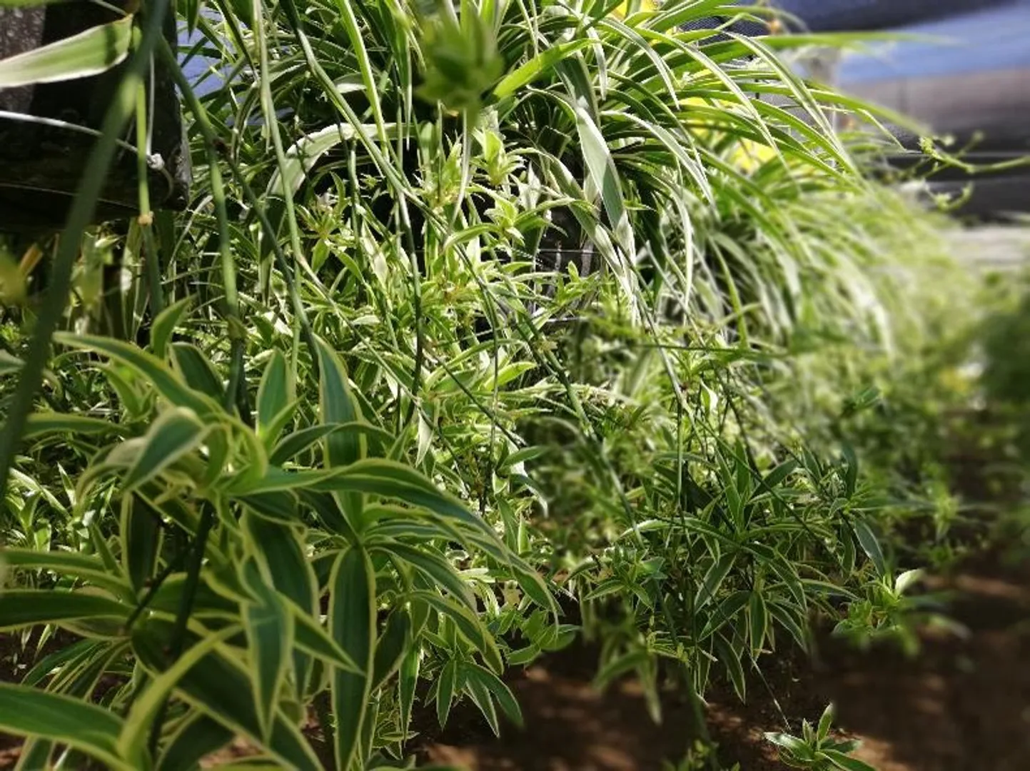 CHLOROPHYTUM REVERSE