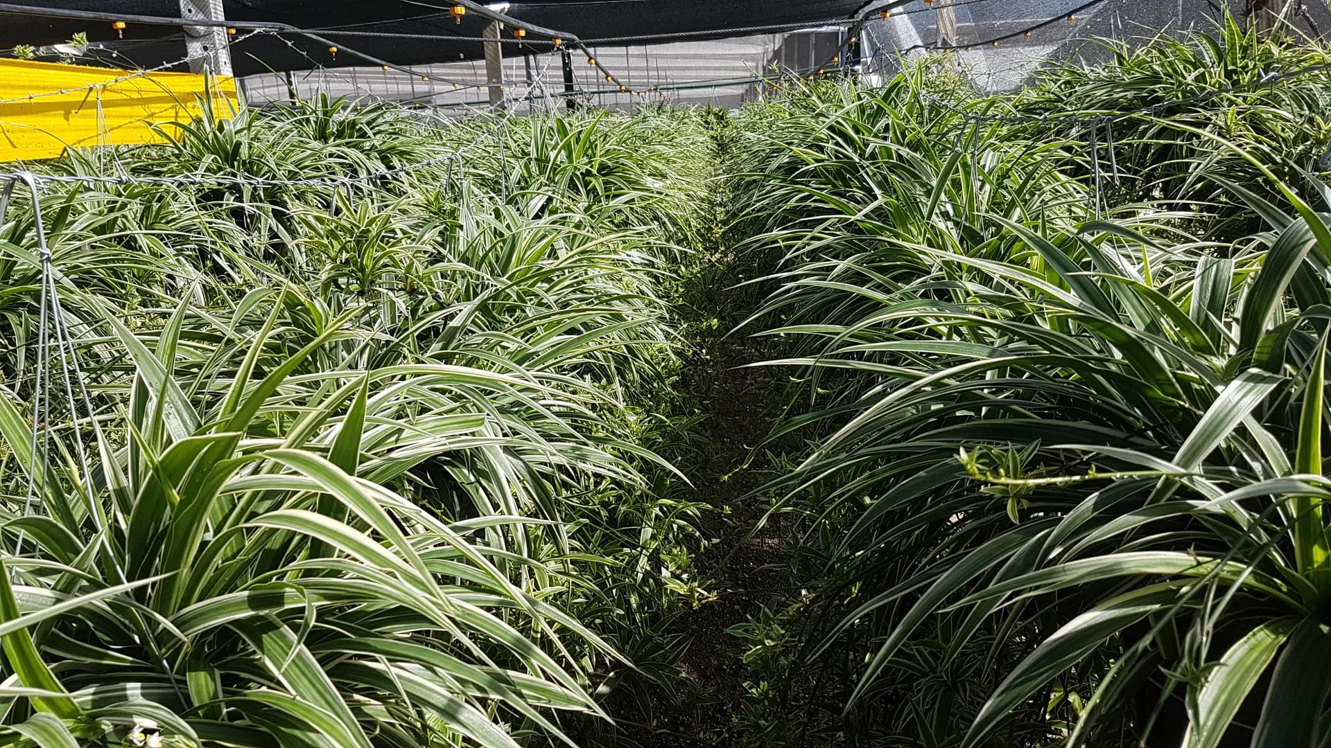 CHLOROPHYTUM VARIEGATED IRISH