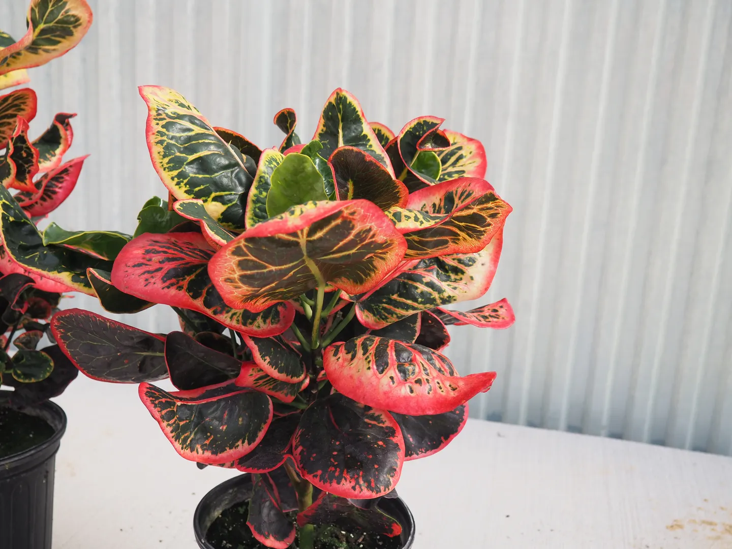 CODIAEUM THAI DYE FAR OUT