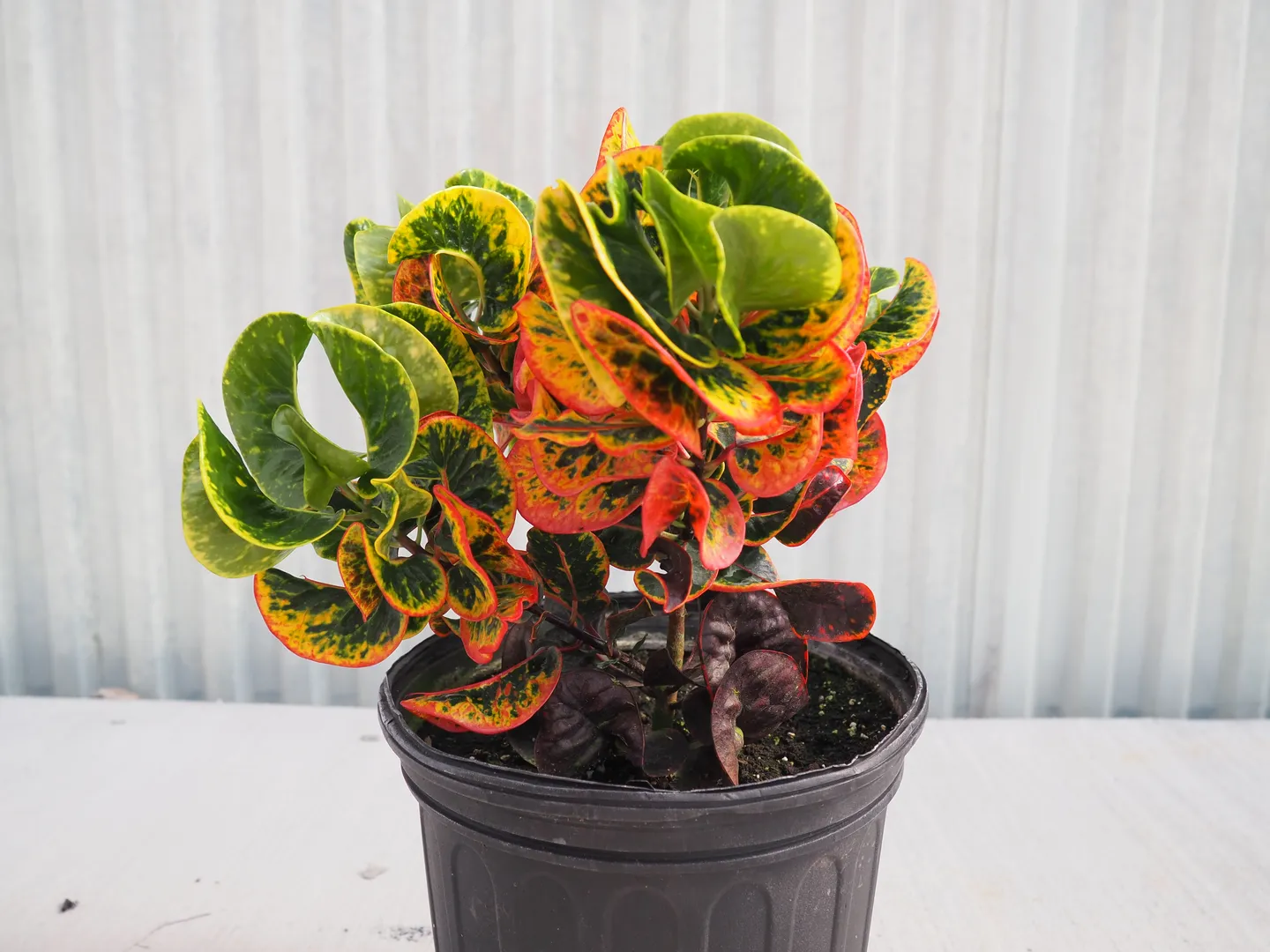 CODIAEUM THAI DYE GNARLY