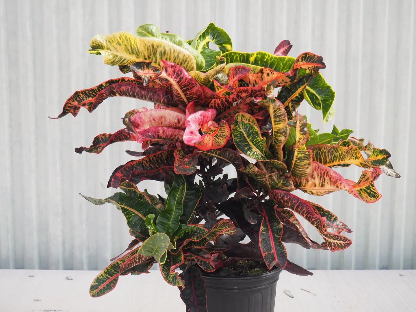 CODIAEUM THAI DYE GROOVY