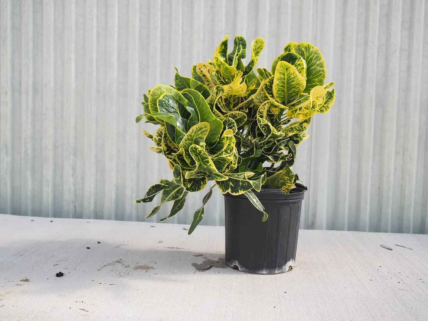 CODIAEUM THAI DYE RADICAL