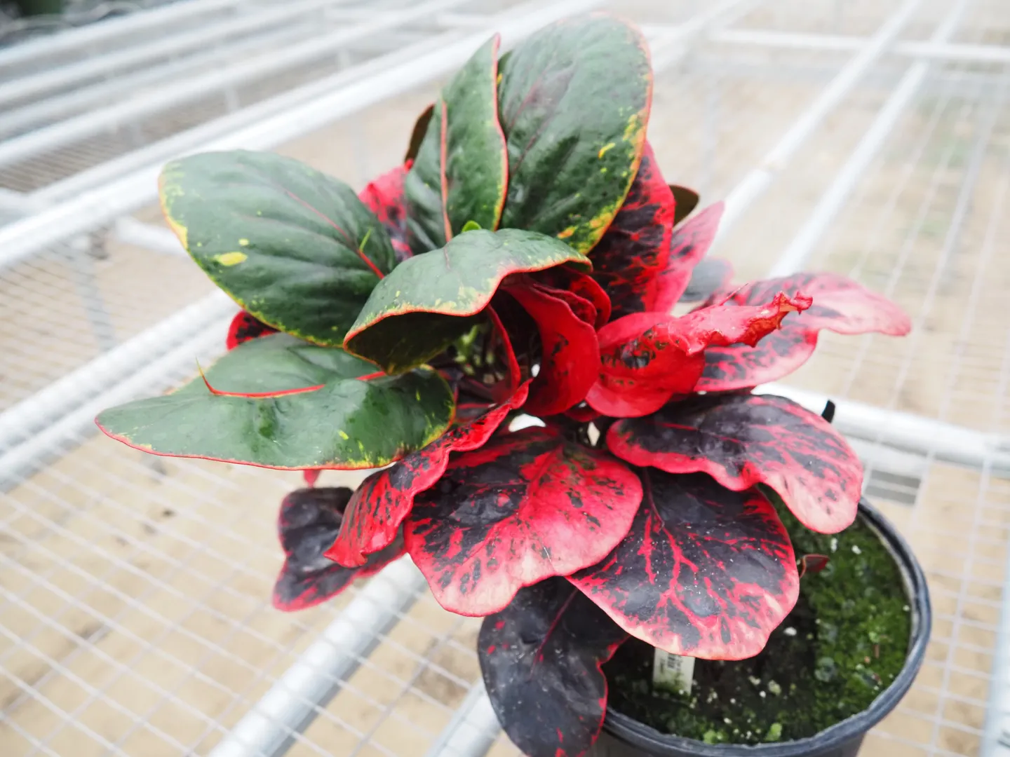 CODIAEUM THAI DYE TO THE MAX